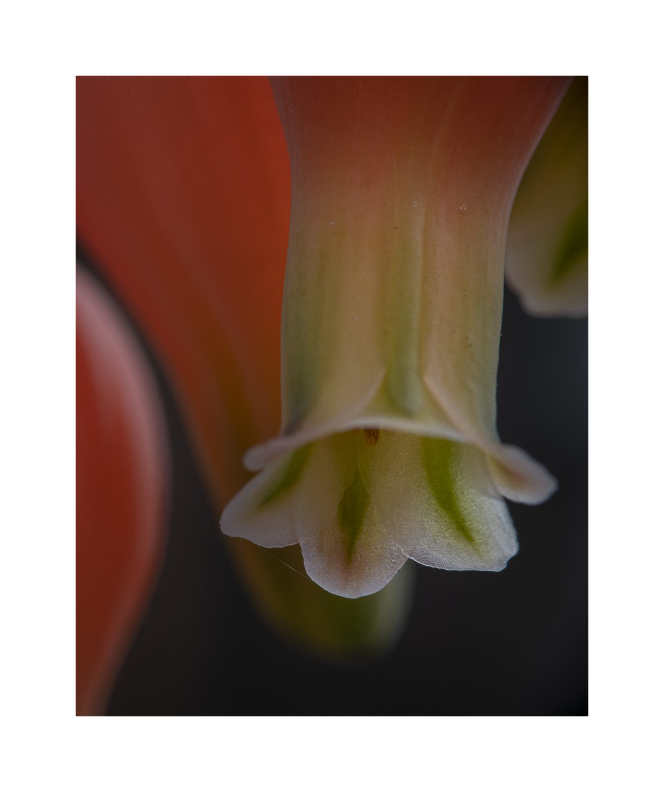Blumenkelch