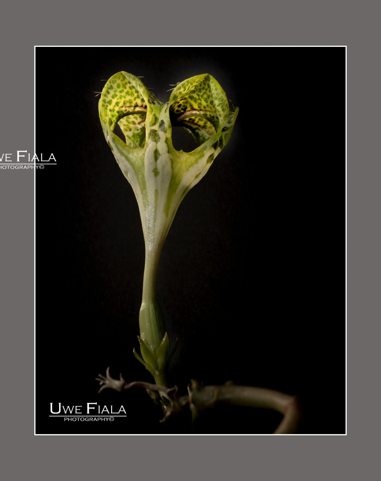 Wachsblume African Parachute Plant