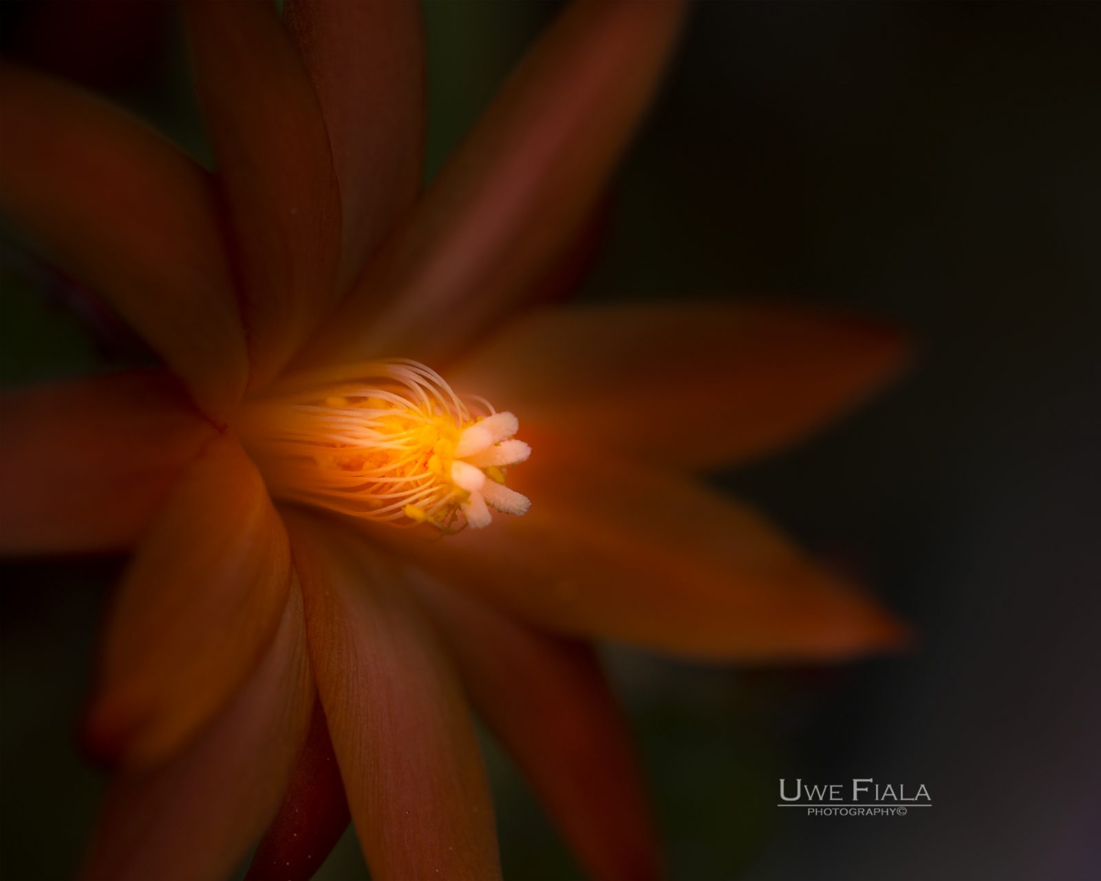 Blüte Sonnenlicht
