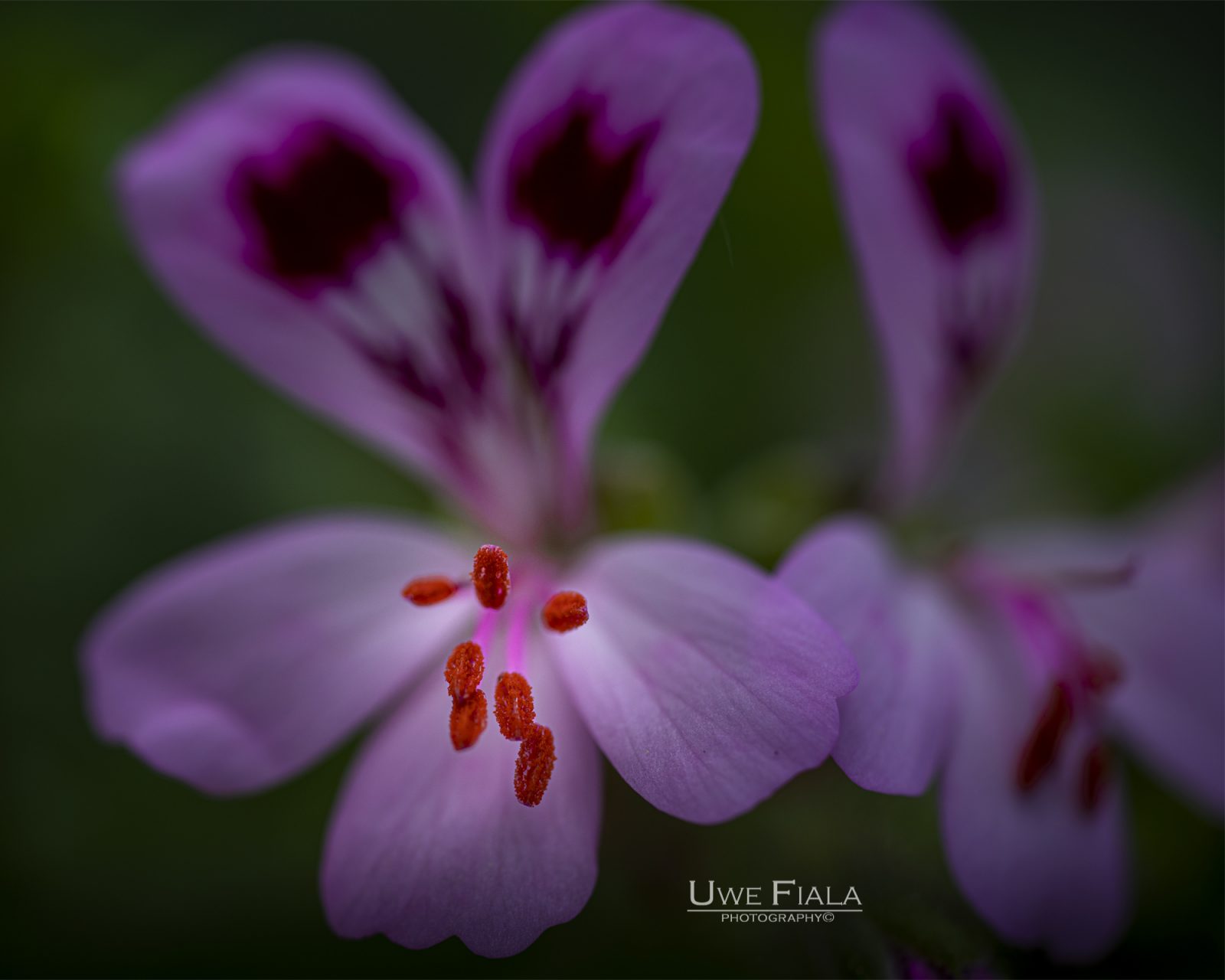 Macro