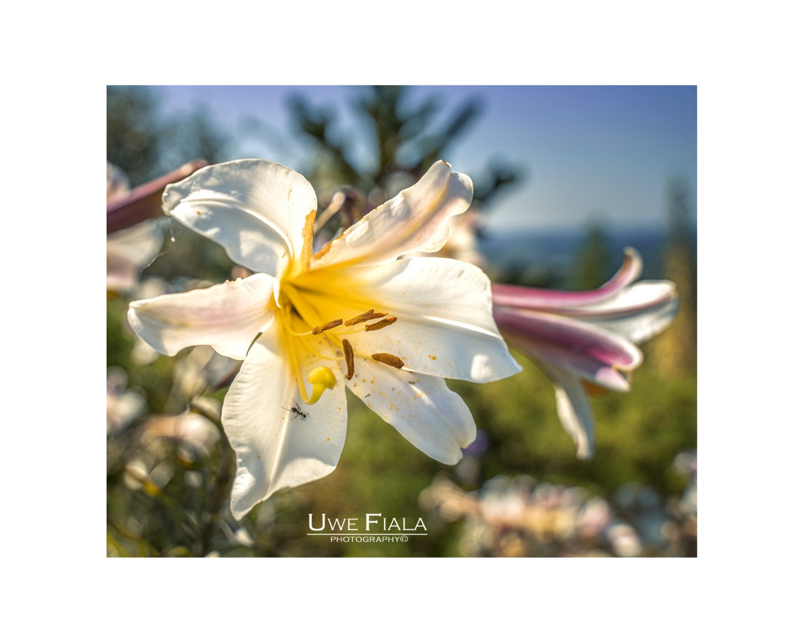 Lilien