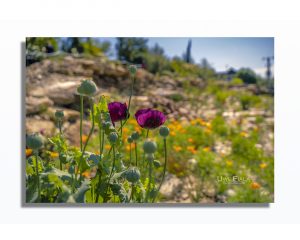 Mohnblume