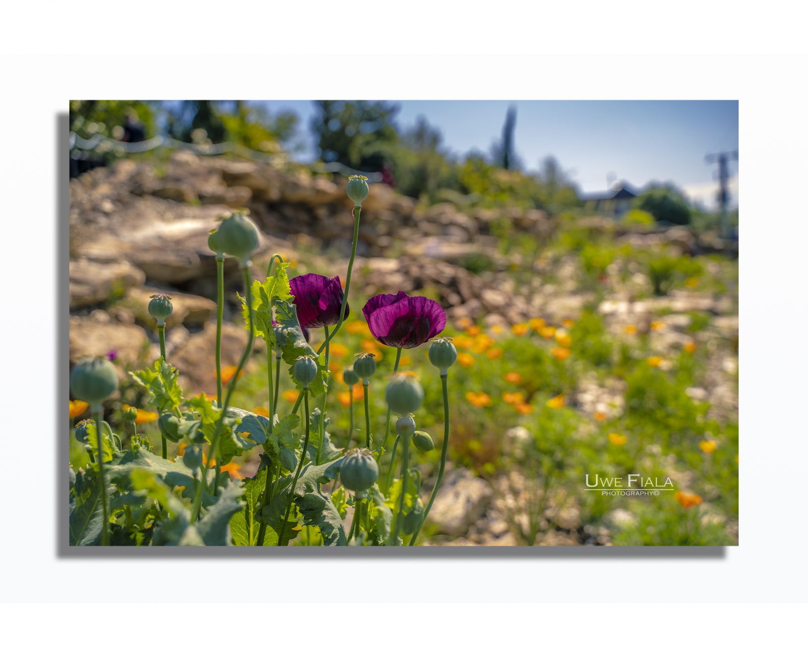 Mohnblume