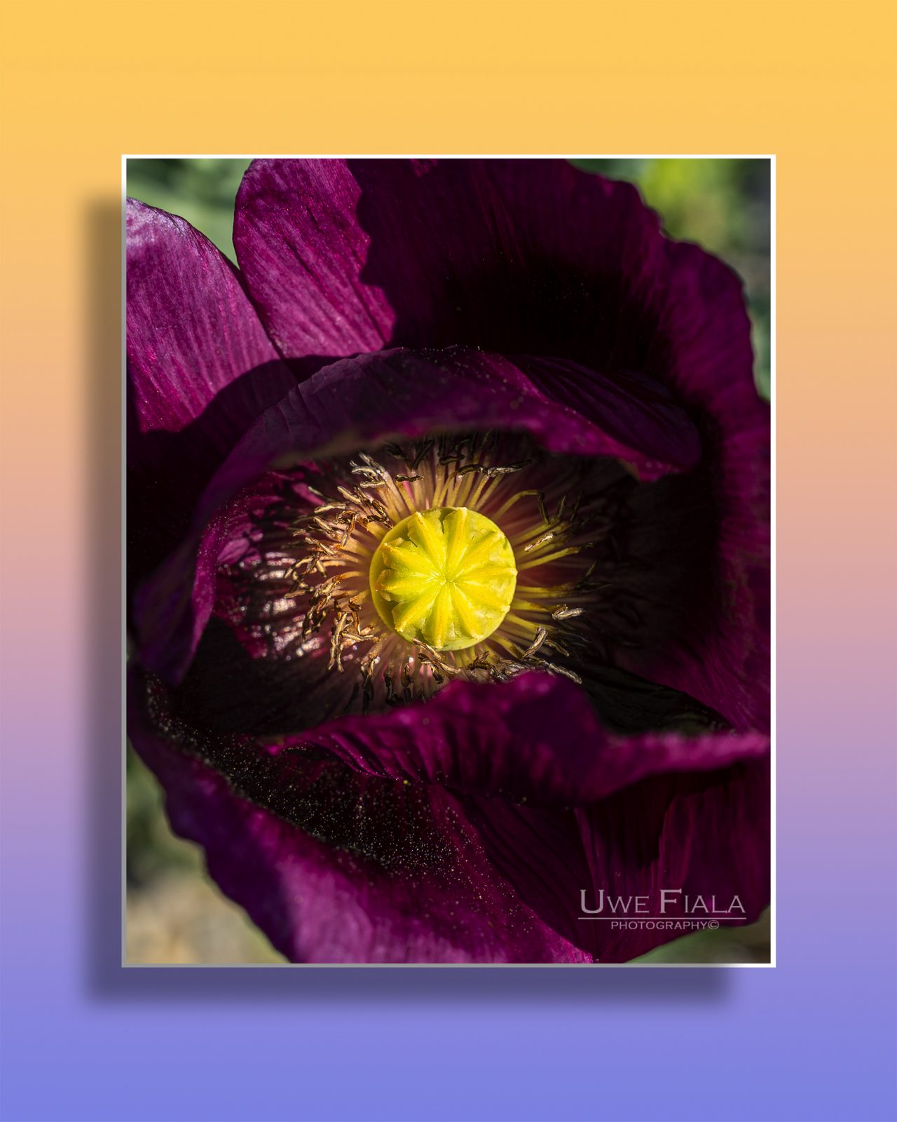 Macro Mohnblume