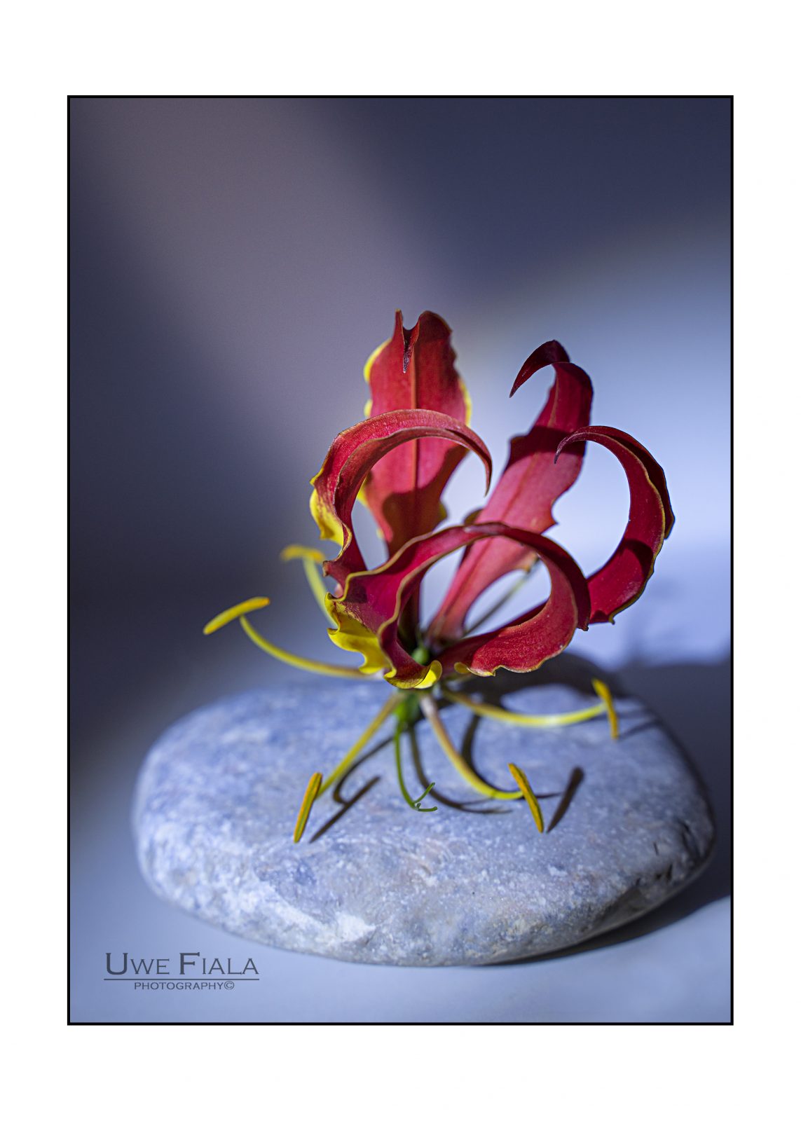 Drachenblume