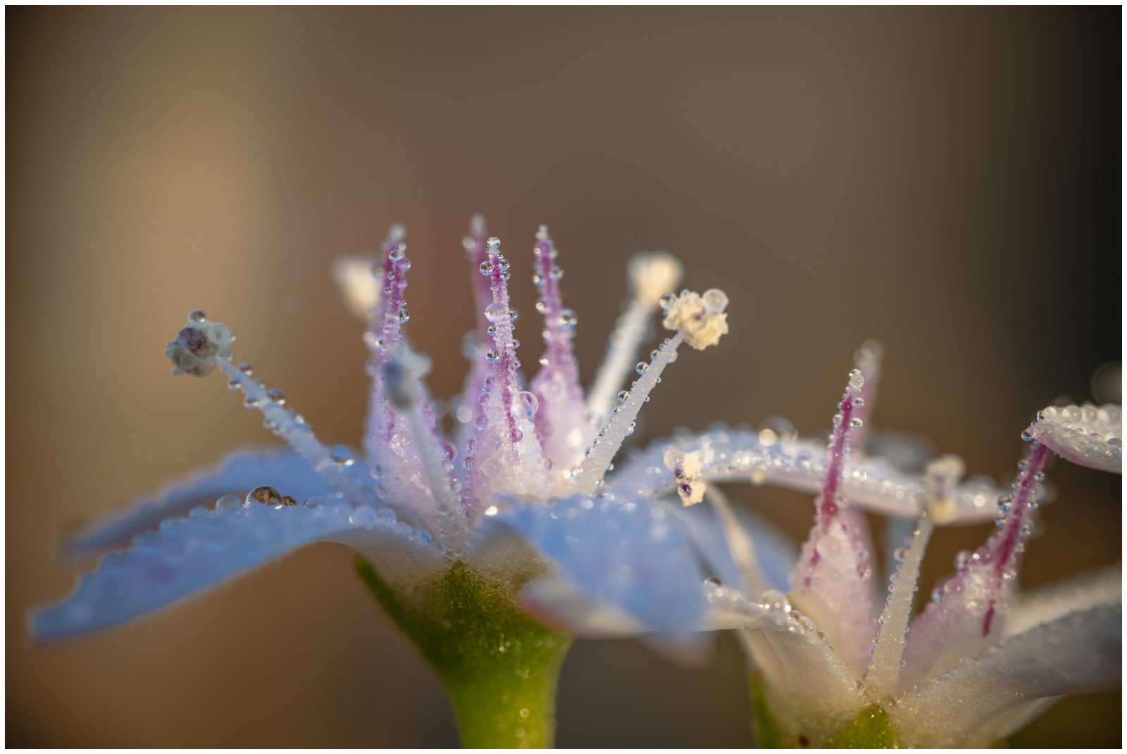 Macro extrem2