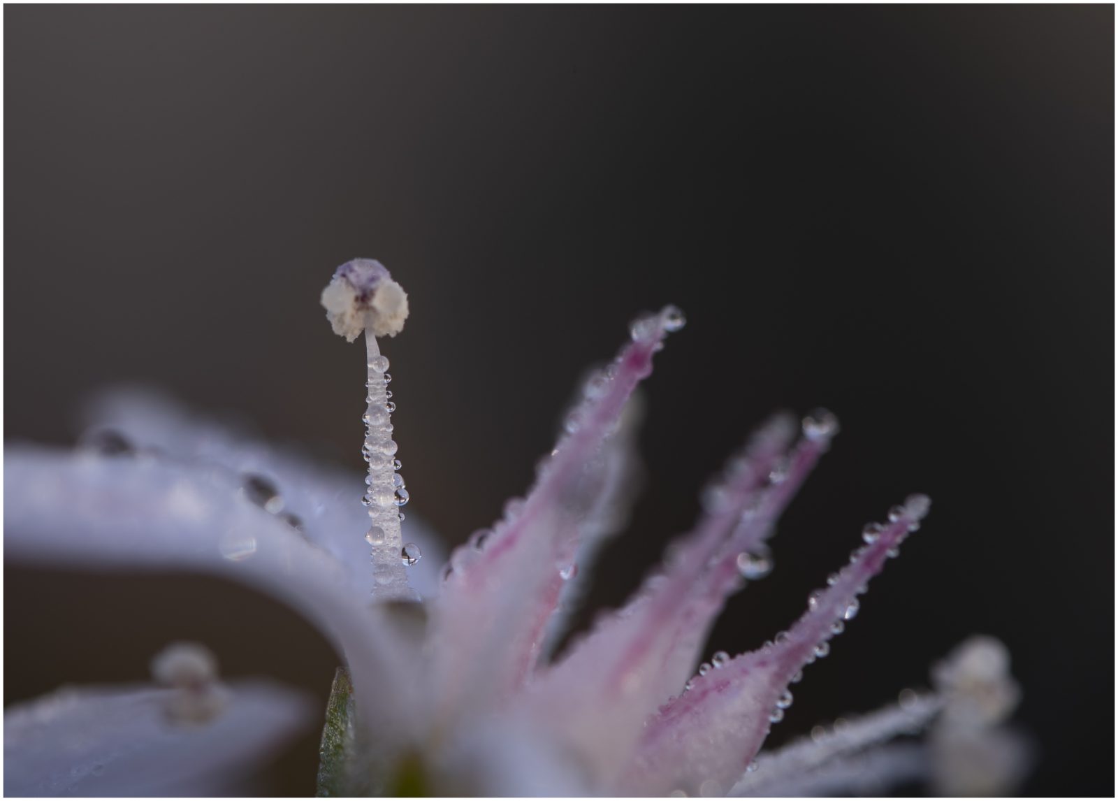 Macro extrem