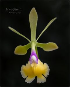 Orchidee