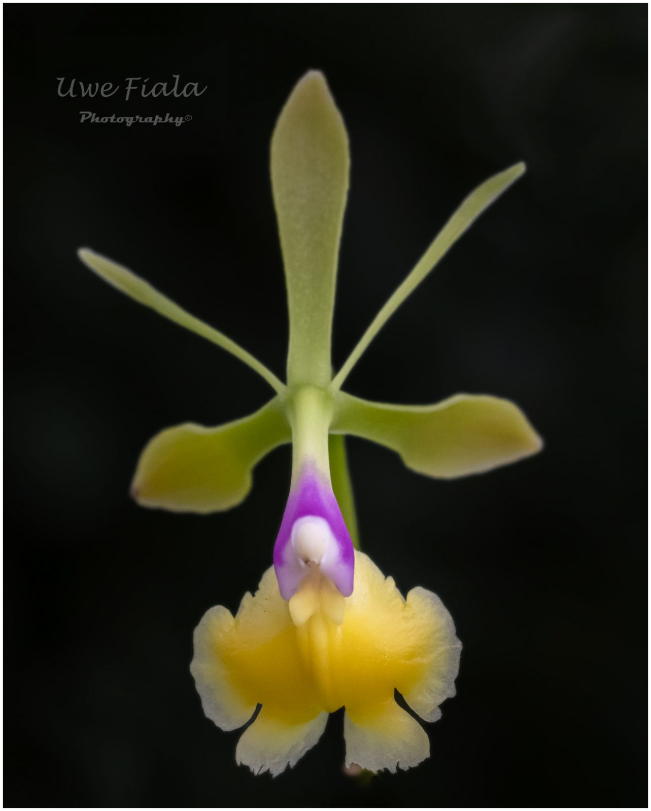 Orchidee