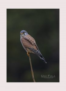 Falke im Ruhemodus