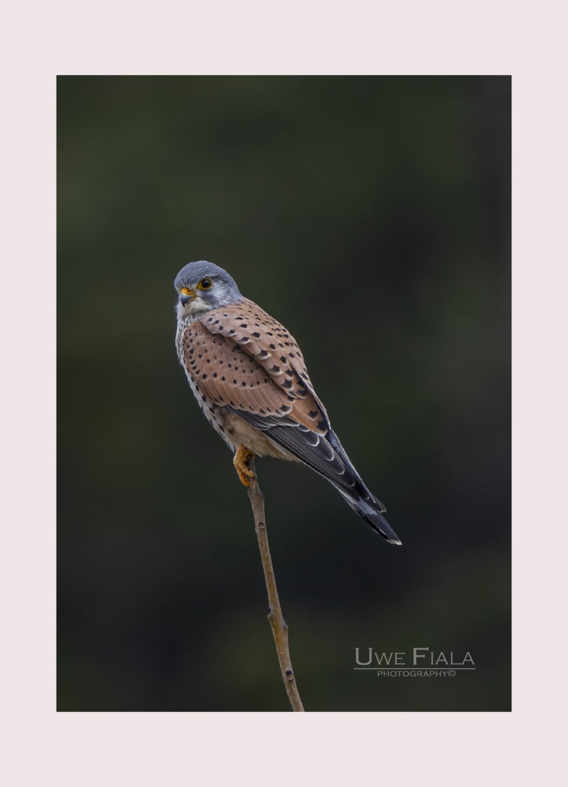 Falke im Ruhemodus