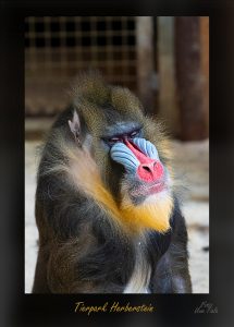 Der Mandrill