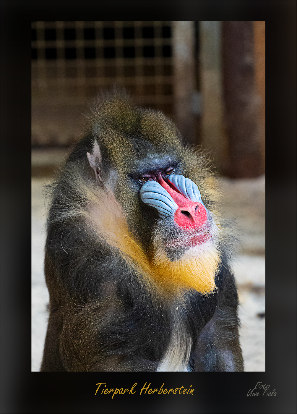 Der Mandrill
