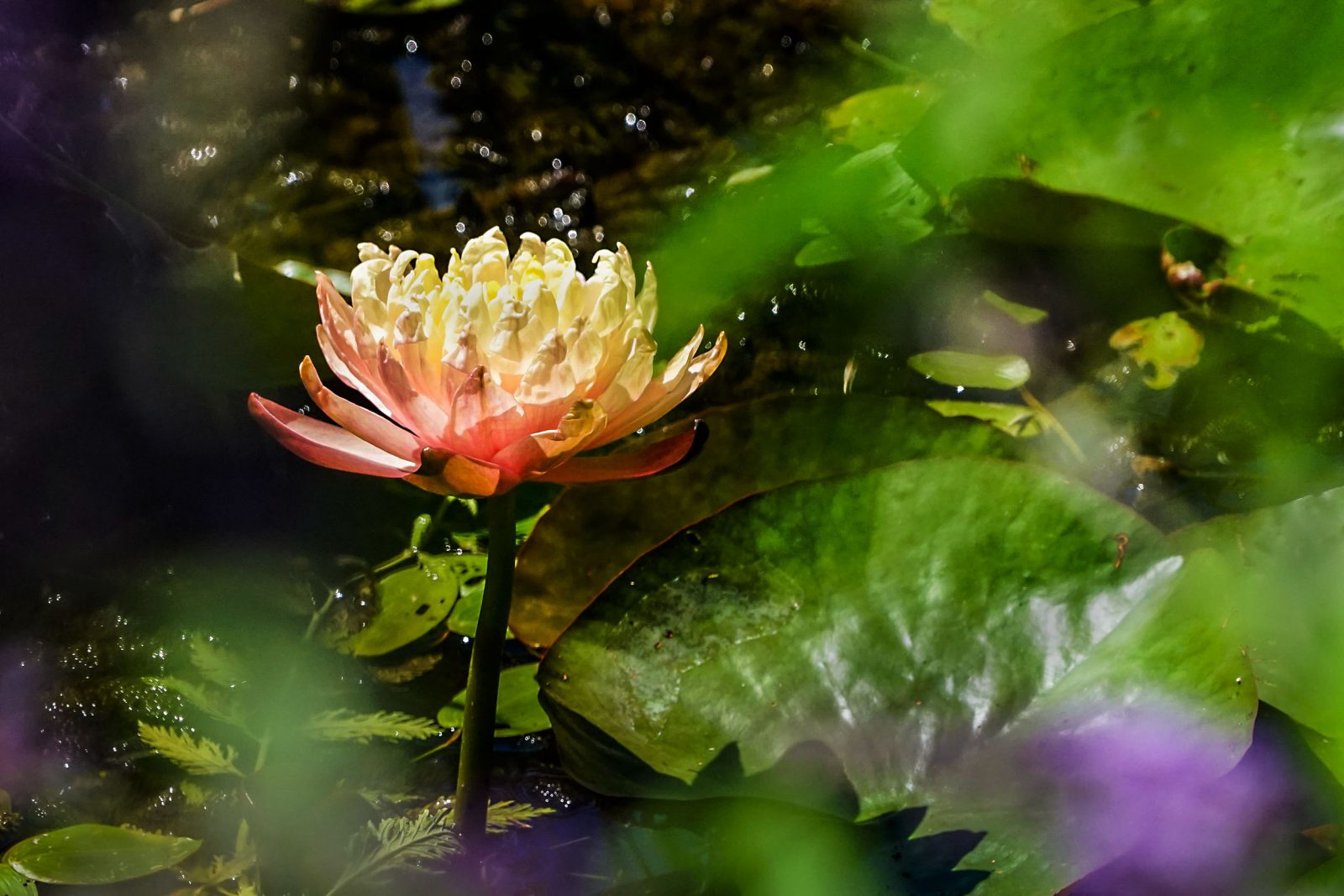 Seerose