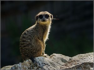 Der Wächter