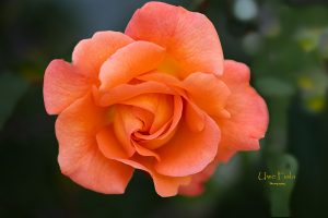 Rosenpracht