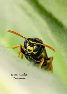 Wespe Macro 90mm
