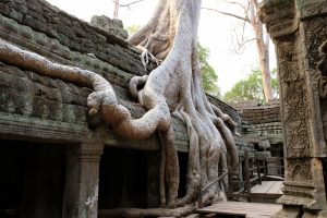 Ta Prohm, Kambodscha