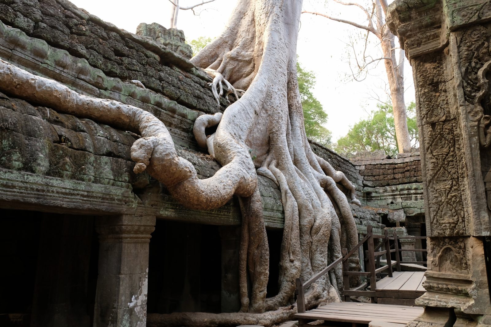 Ta Prohm, Kambodscha