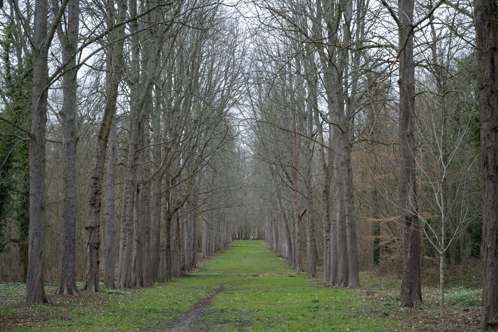 Waldweg