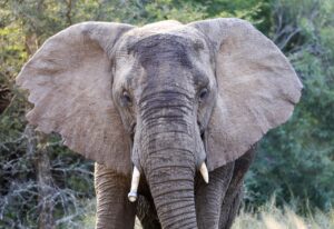 Elefantenbulle Südafrika