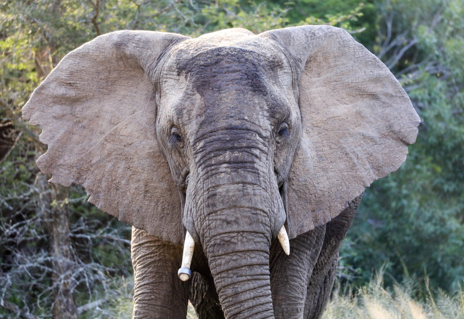 Elefantenbulle Südafrika