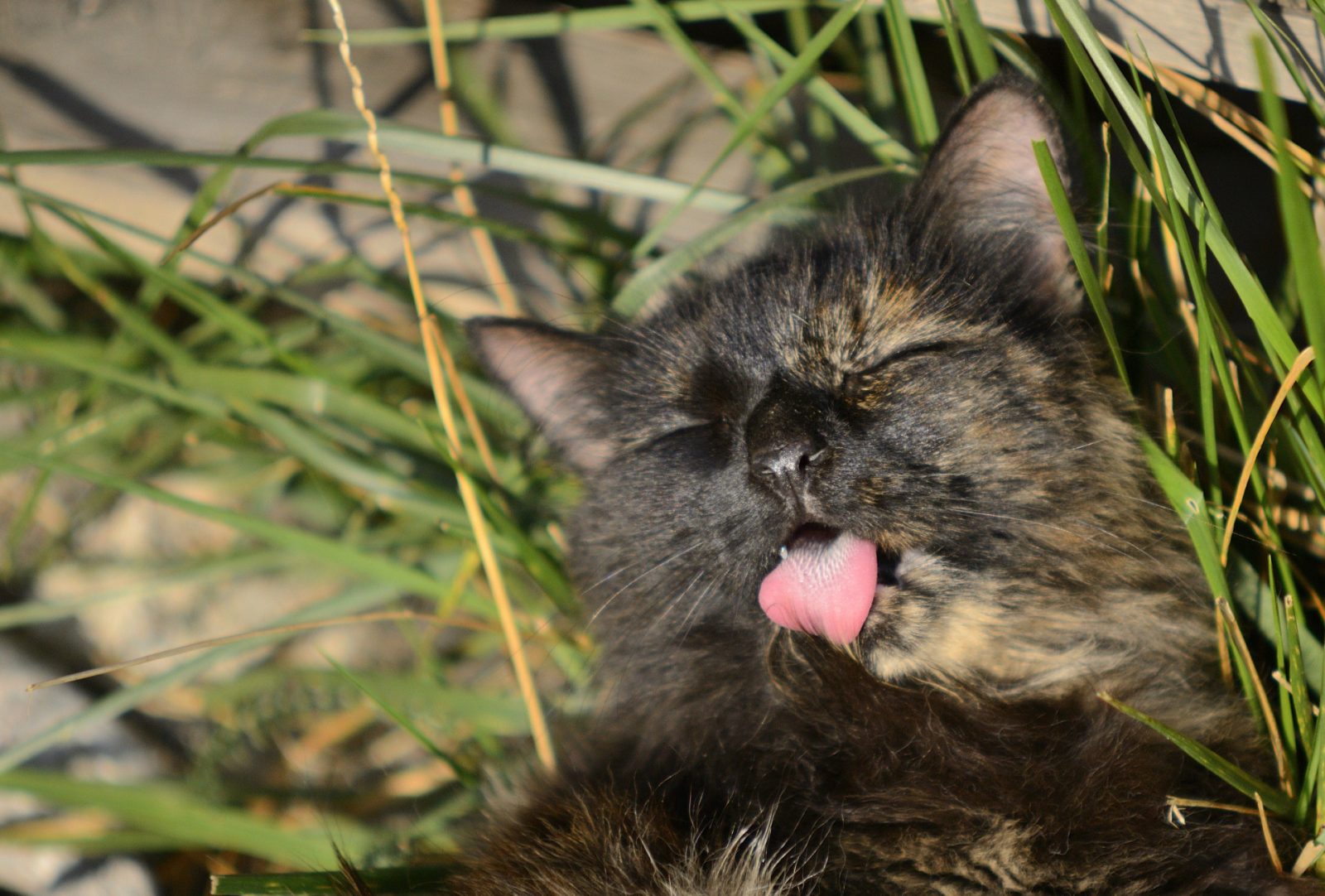 Fitschi wäscht sich