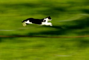 Flying Karli