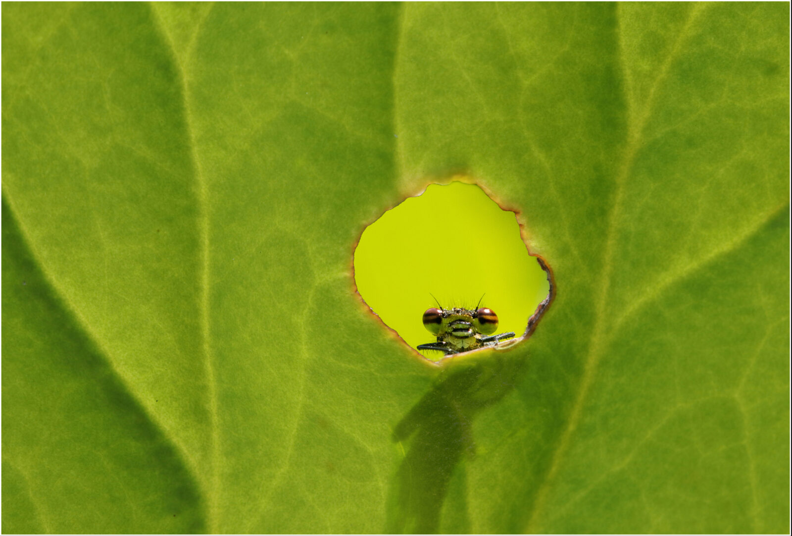 Framing_Klub_43