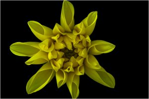 Gelbe Blume