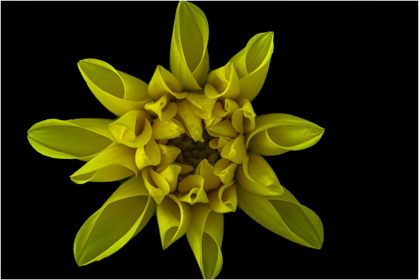 Gelbe Blume