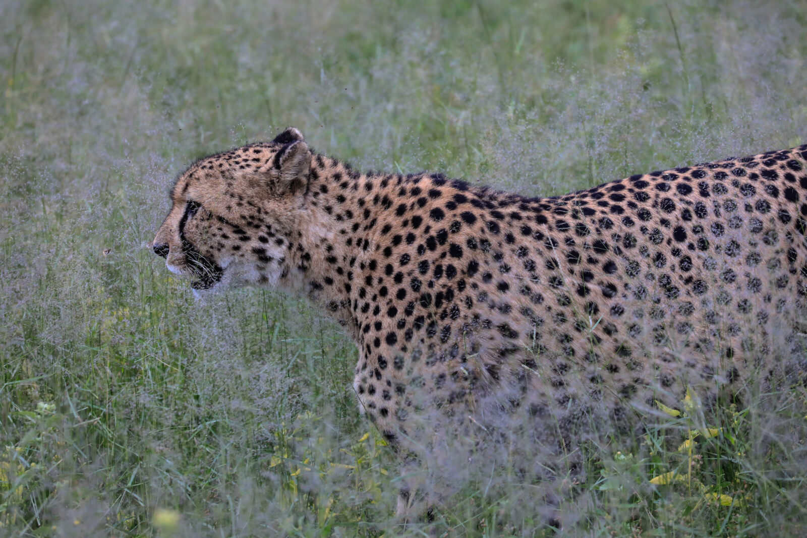 Gepard im Zittergras