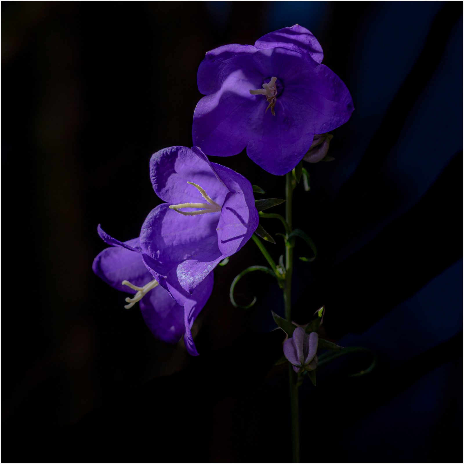Glockenblumen 1
