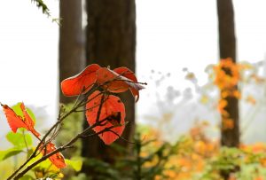 Herbst