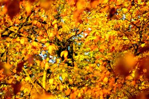 Herbst2