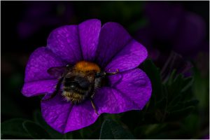 Hummel