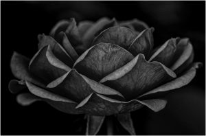 Hundsrose