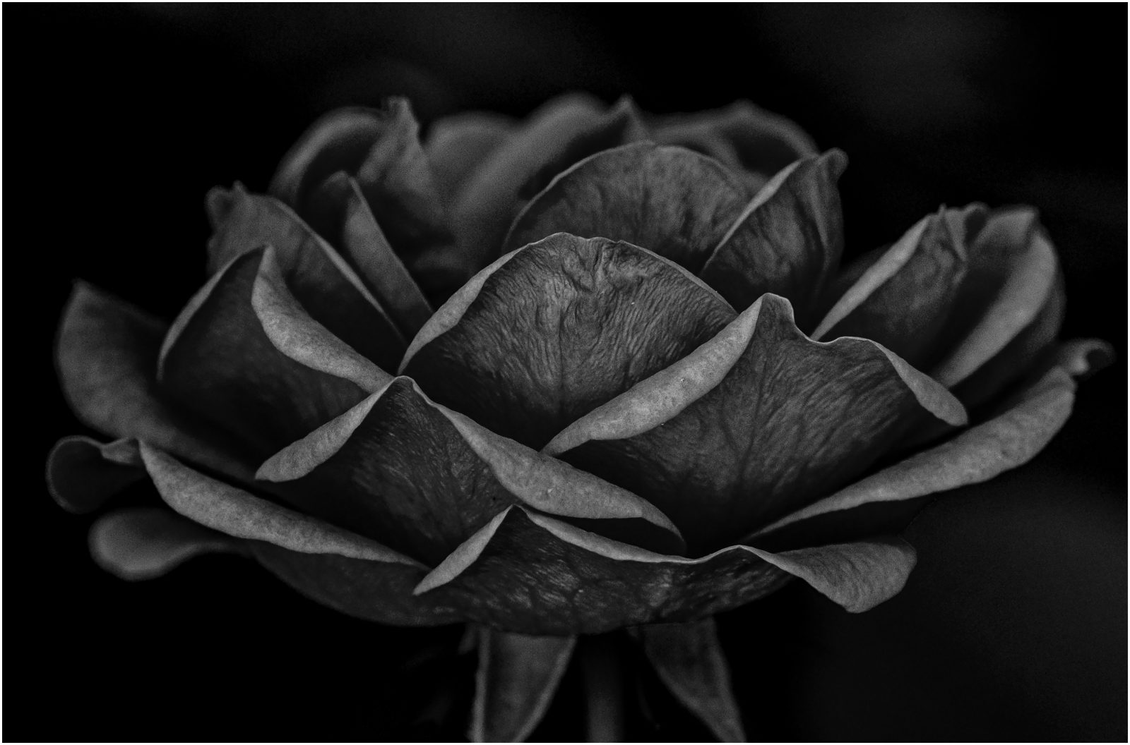 Hundsrose