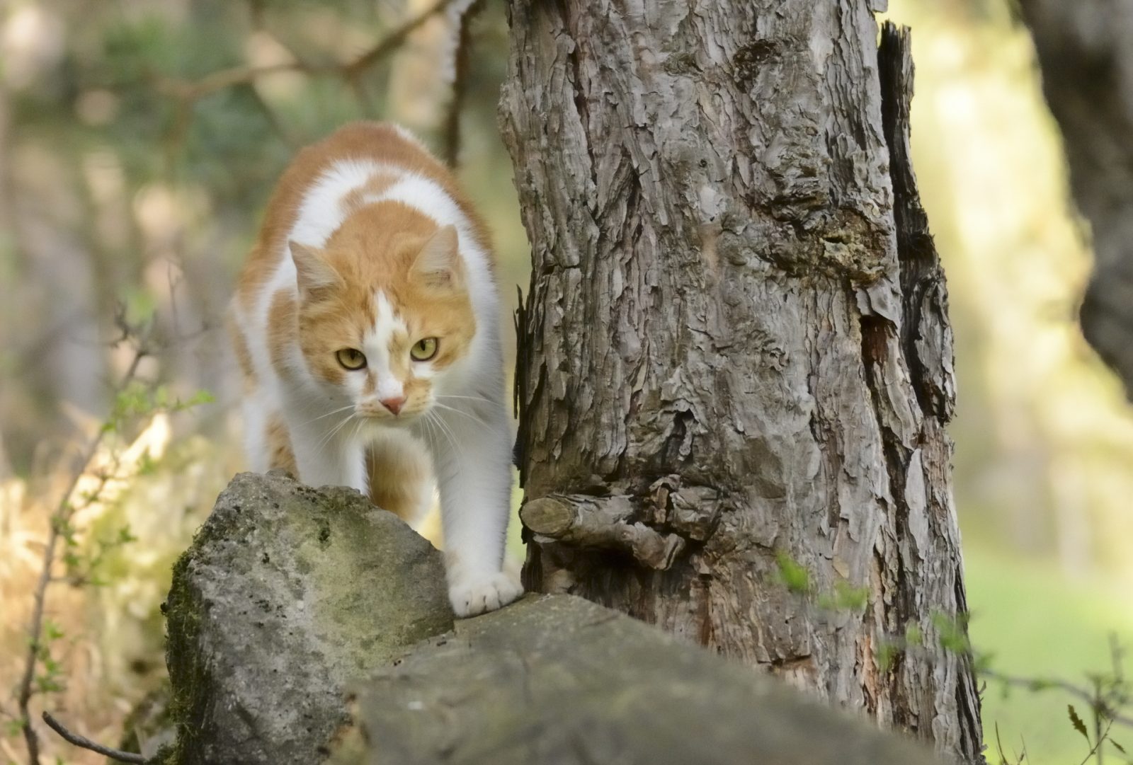 Jenny auf der Pirsch