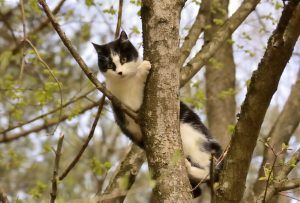Karli im Baum
