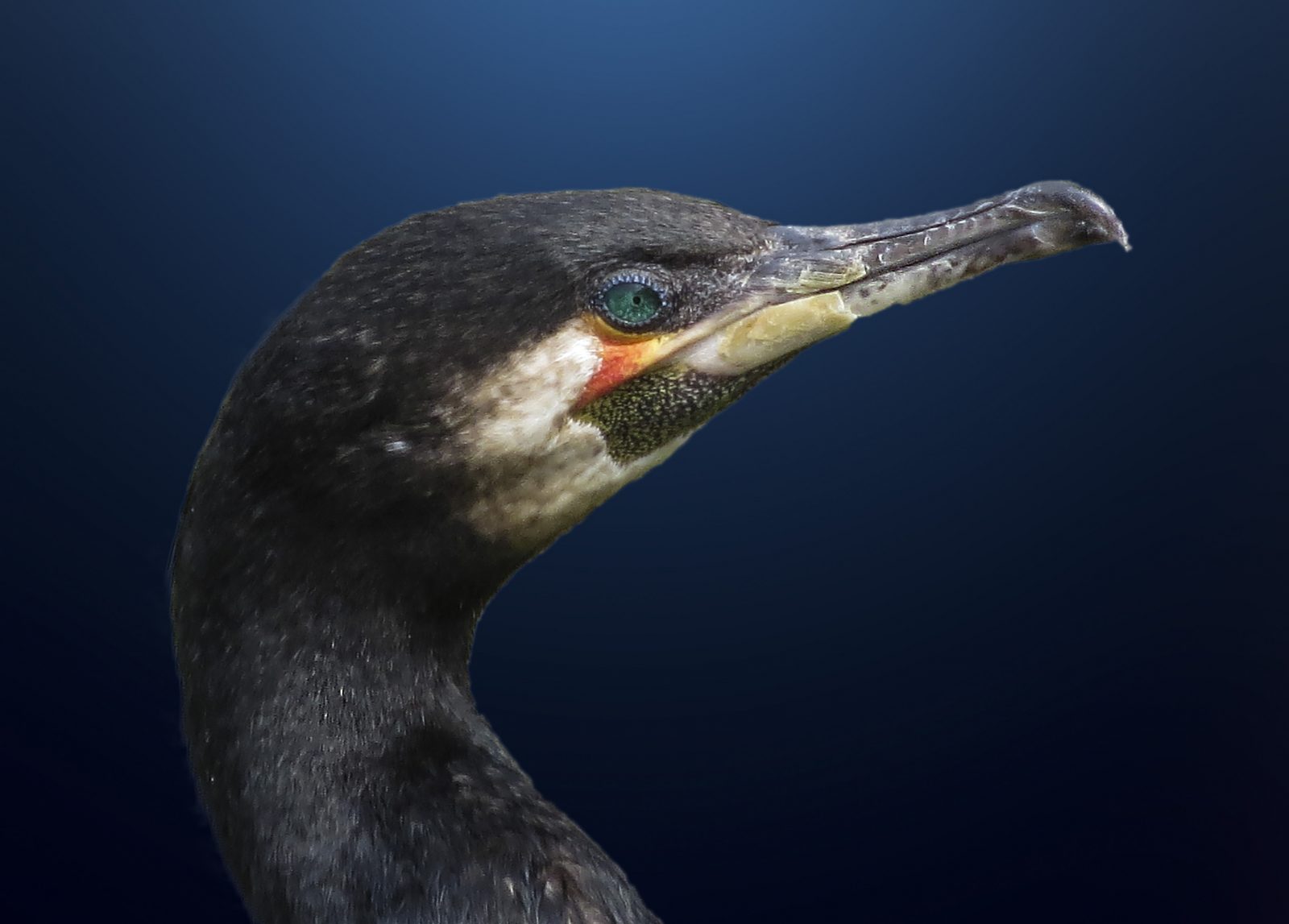 Kormoran