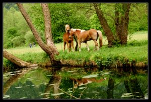 L1000790Dirtä Haslinger