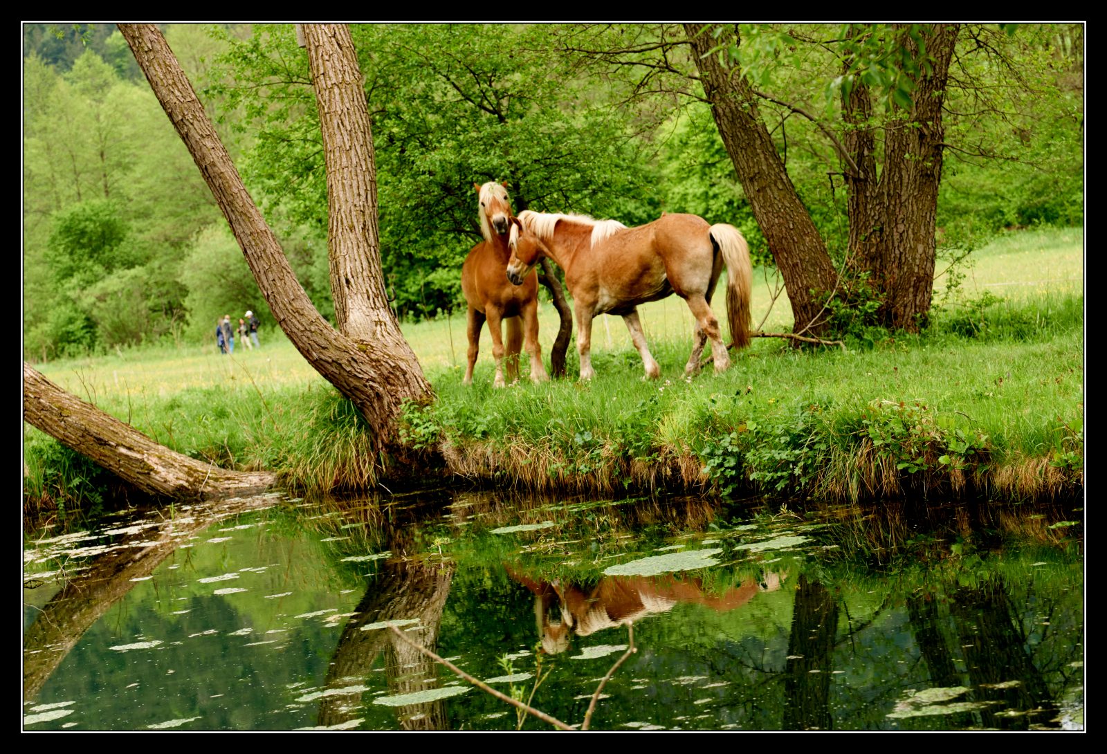 L1000790Dirtä Haslinger