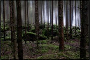La2_ Helmut Dittler_Baumheide