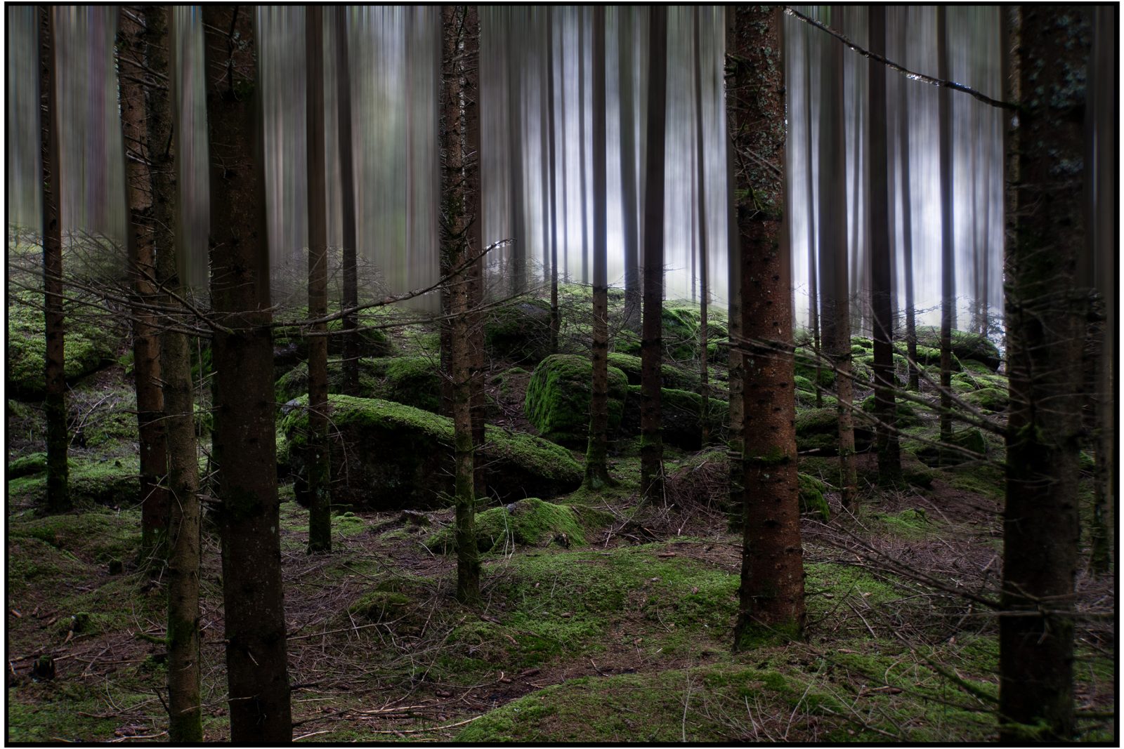 La2_ Helmut Dittler_Baumheide