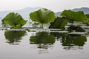 Lotusblumenteich in Hangzhou_China