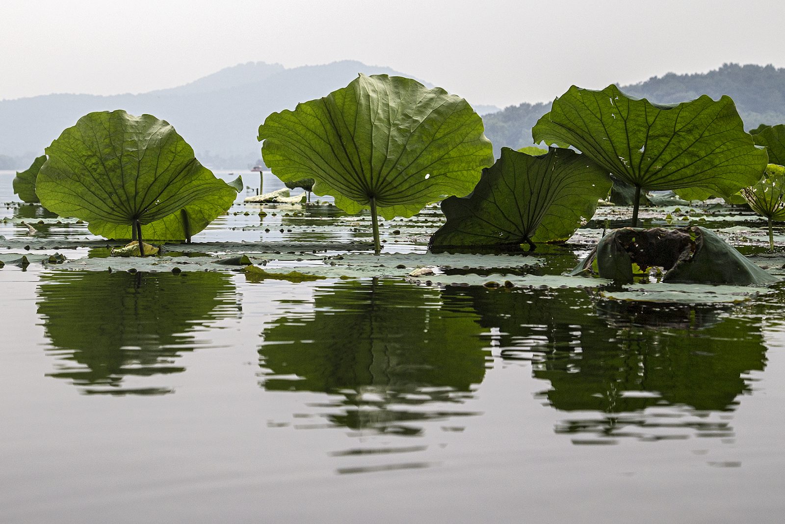 Lotusblumenteich in Hangzhou_China