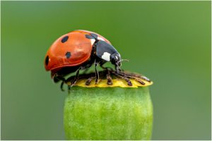 Marienkäfer auf Mohnblumenstempel