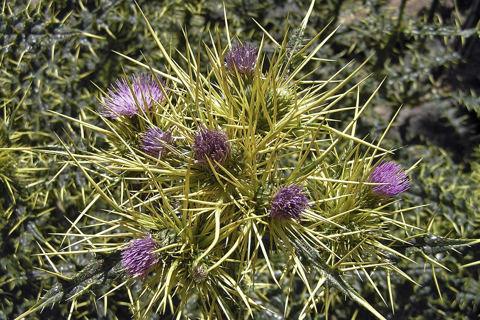 Bombus armeniacus (Sprich" Diesteln") in Marokko