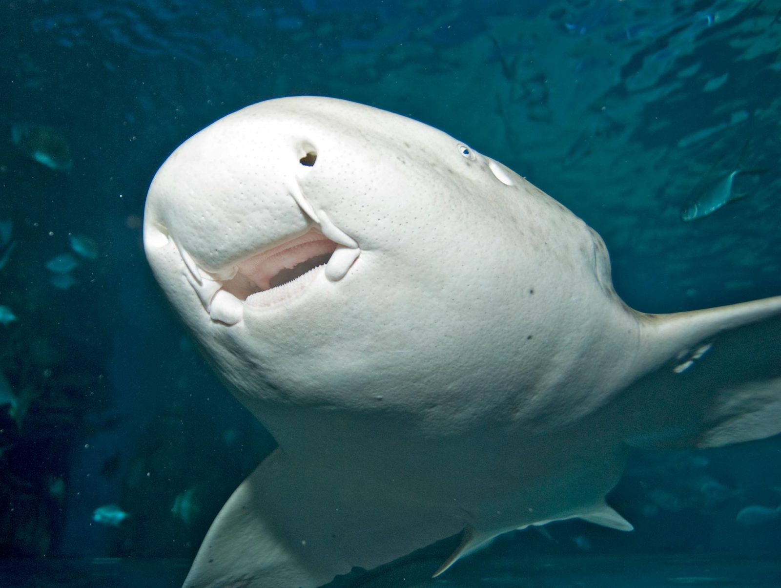 Meerengel-(Squatina-squatina)